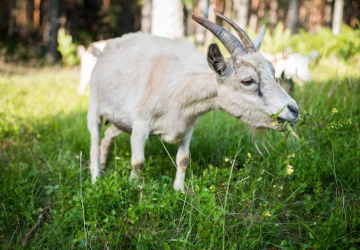 Chèvre qui broute dans un pré