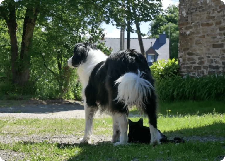 Mon chien et mon chat dans la jardin